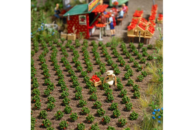 Busch 1265 Strawberry Plants 40