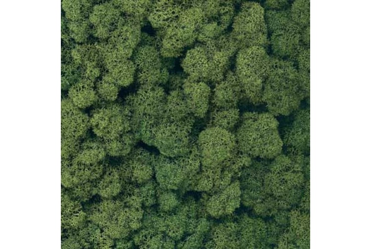 dark-green-lichen-800x800