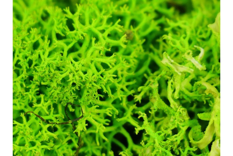 Gaugemaster GM164 Lichen Light Green 80g Closeup