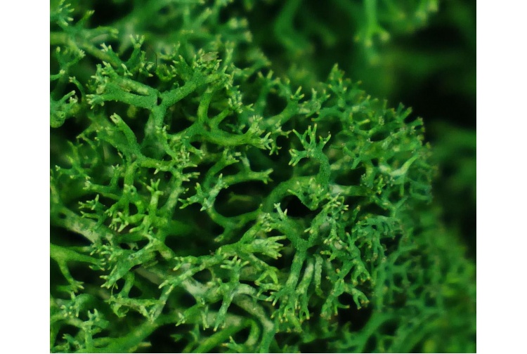 Gaugemaster GM165 Lichen Dark Green 80g Closeup