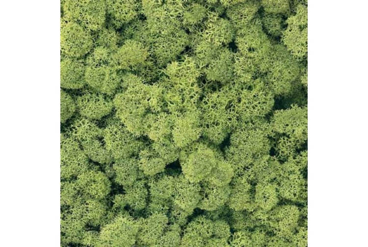 light-green-lichen-800x800