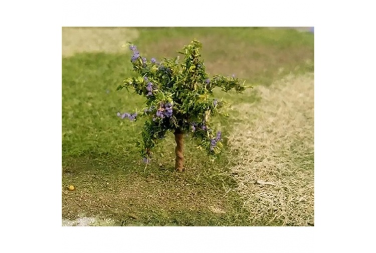 plum-tree_00967-800x800