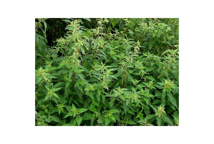 tasma-00899-nettles