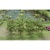 tasma-00379-apple-saplings