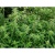 tasma-00899-nettles