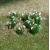tasma_tas00981_snowdrops_pack_of_20